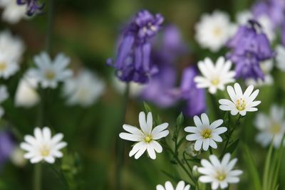 Close-up of white flowering plants