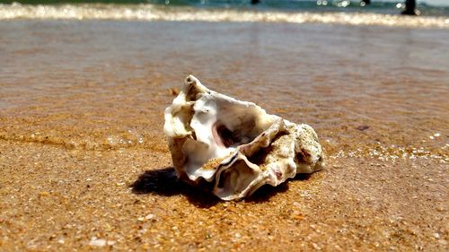 Close-up of dog on sand at beach