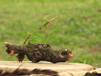 Close-up of grasshopper on wood