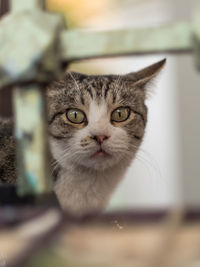 Close-up portrait of tabby cat