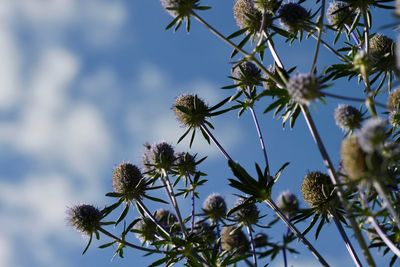 Low angle view of flowering plants against sky