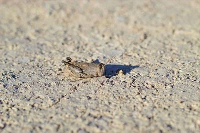 Close-up of lizard on sand