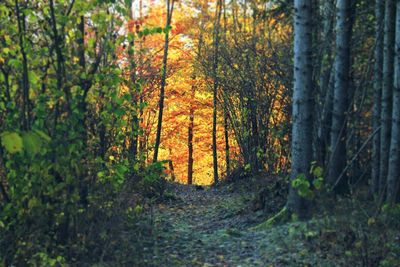 Trees in forest