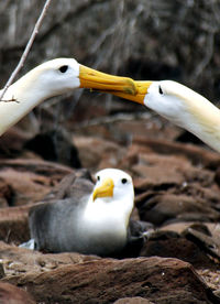 Close-up of bird