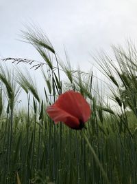 Close-up of red poppy flower on field