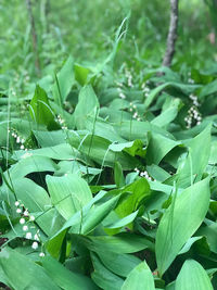 Close-up of green leaves on plant