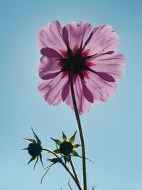 Low angle view of pink flower growing against clear sky