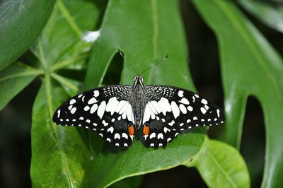 Close-up of butterfly on leaf