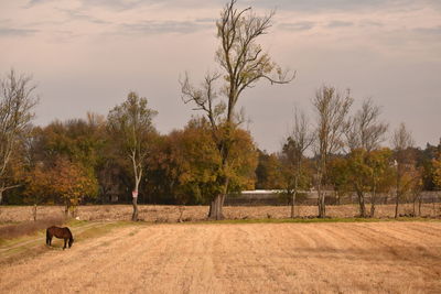 View of a horse on field