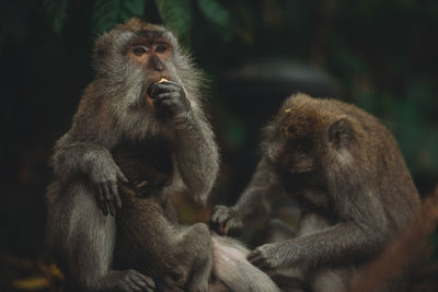 Monkeys sitting outdoors