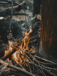 Close-up of bonfire by tree trunk in forest