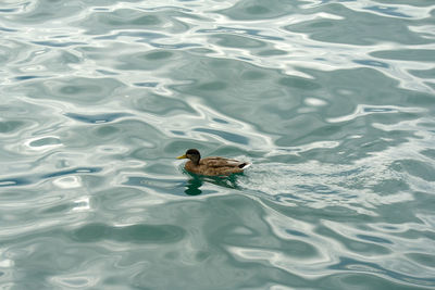 High angle view of duck swimming in lake