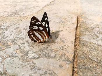 High angle view of butterfly on sidewalk