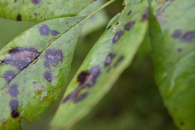 Close-up of dew drops on leaf