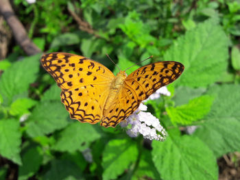 Close-up of butterfly pollinating on flower