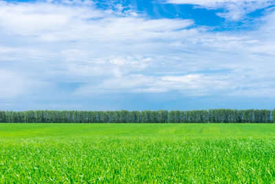 Scenic view of agricultural field against sky