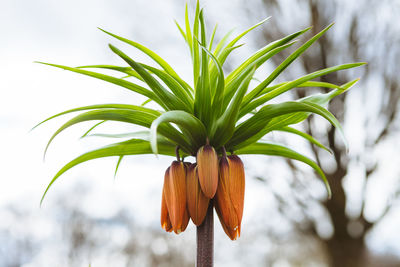 Close-up of fresh plant against sky