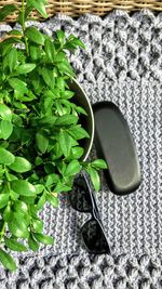 High angle view of small plant in pot