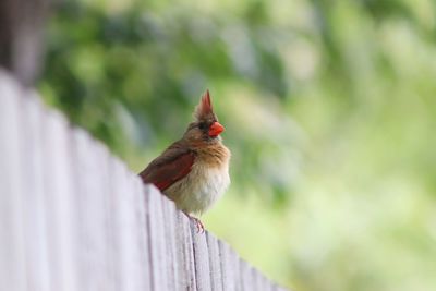 Bird perching on railing