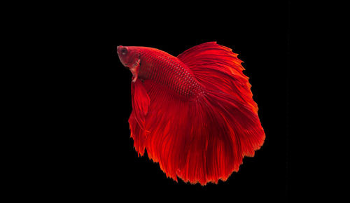Close-up of red fish against black background