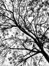 Low angle view of bare trees against sky