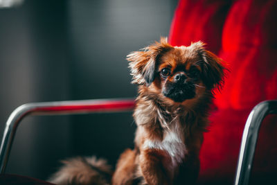 Portrait of dog sitting on chair