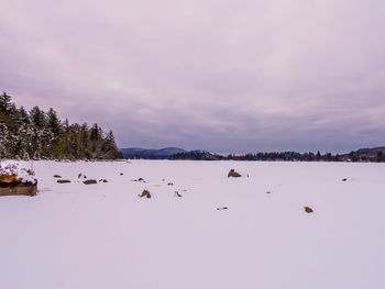 Flock of birds in snow