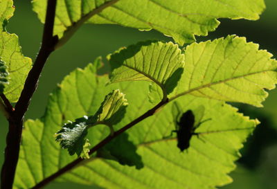 Close-up of insect on leaf