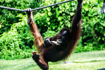 Monkey hanging on tree in zoo