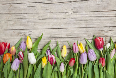 Close-up of multi colored tulips against white background