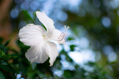 Close-up of white flowering plant