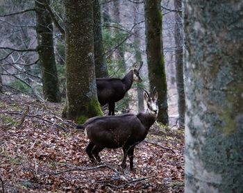 Deer in a forest