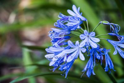 Close-up of purple flowering plant