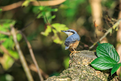 Close-up of bird perching on tree