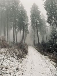 Road amidst trees in forest during winter