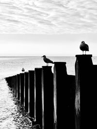 Seagull perching on wooden post