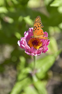 Close-up of butterfly pollinating on pink flower