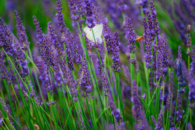 Close-up of purple flowering plants on field