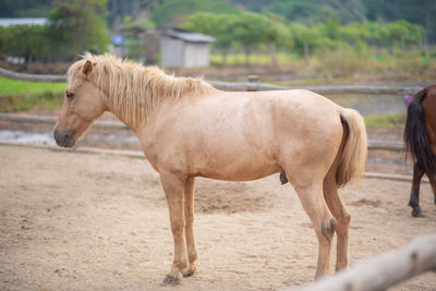 Horse standing in ranch