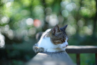 Close-up of a cat looking away