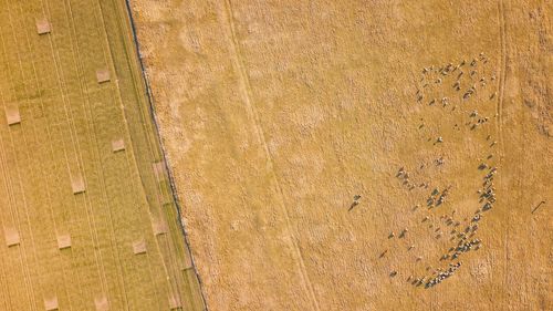 Aerial view of livestock grazing on field