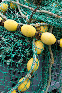 Close-up of fruits hanging on pole