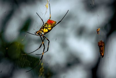 Close-up of butterfly on leaf