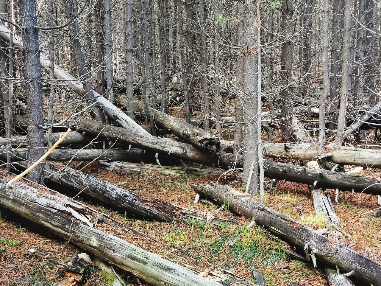 FALLEN TREE ON LOG