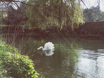 Swan swimming in lake