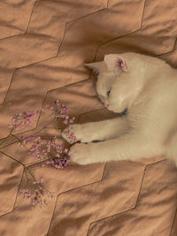 Close-up of cat sleeping on bed