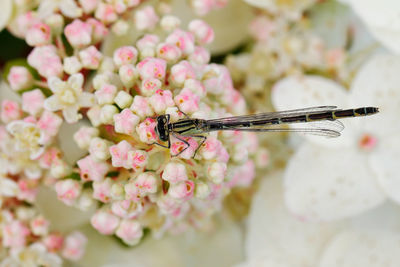 Close-up of insect on flower