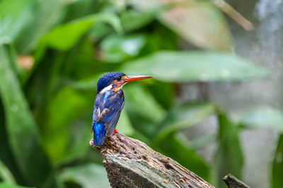 Blue-eared kingfisher perched and resting	