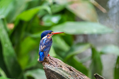 Close-up of a bird perching on branch