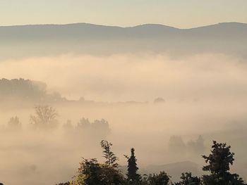 Silhouette trees in forest against sky